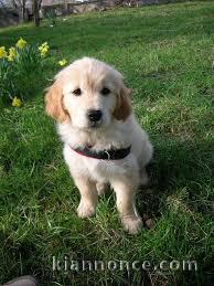 golden retriever a donner