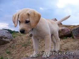 adorable labrador a donner