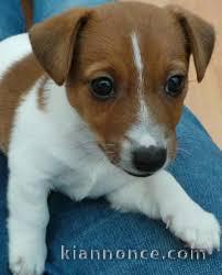 chiot jack russel a donner