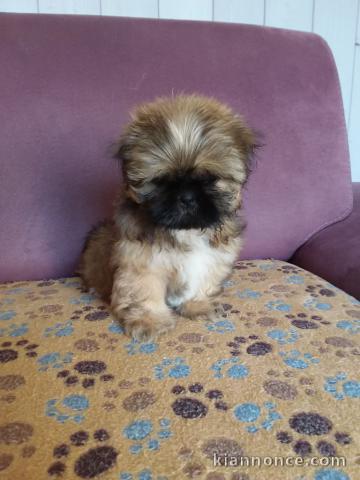 magnifique chiot shi tzu a donner