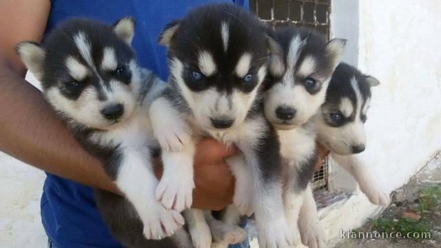 chiot husky siberien adorable