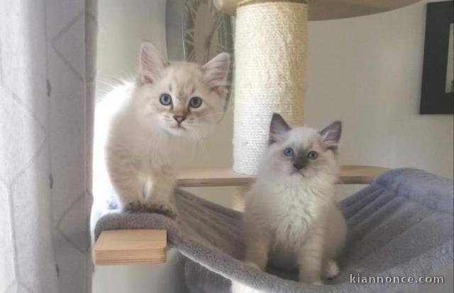 disponible chaton Ragdol