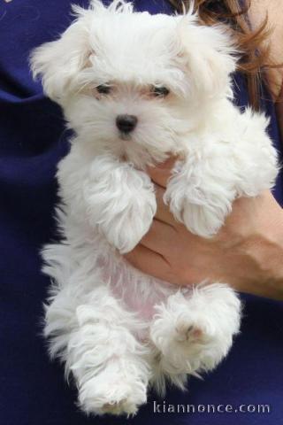 Chiot femelle bichon Maltais mignonne 