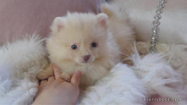 magnifique chiot pomsky femelle  