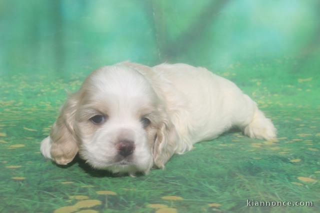 Cocker Spaniel Américain femelle