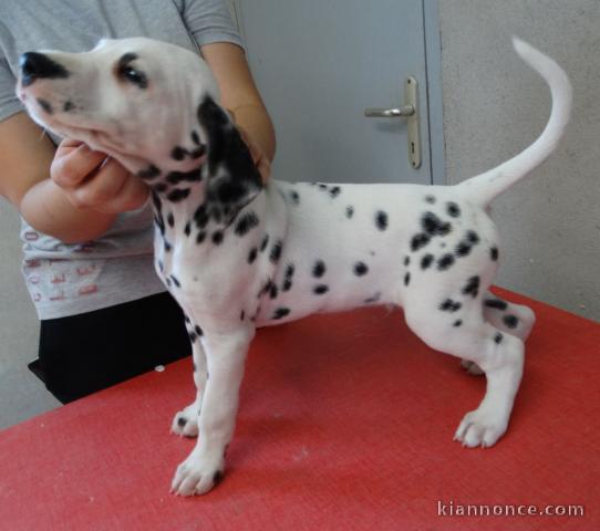 chiot FEMELLE DALMATIEN