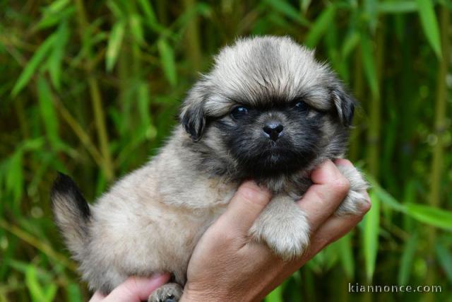  CHIOT épagneul TIBETIN