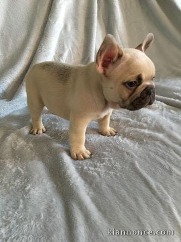 Chiot bouledogue Francais MALE un jeune toutou 