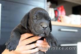 chiot cane corso a donner