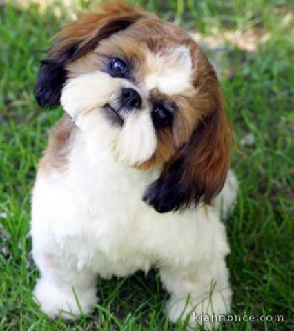 Adorable Shih tzu Femelle lof