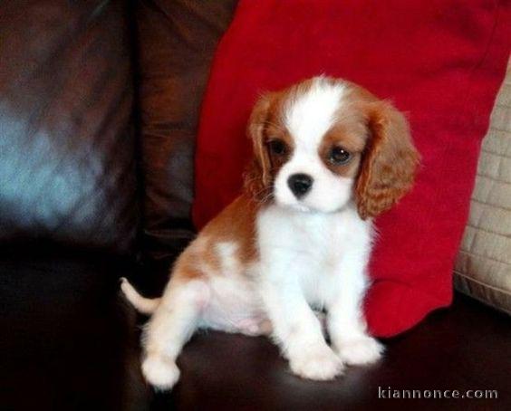 Cavalier king charles chiot 3mois