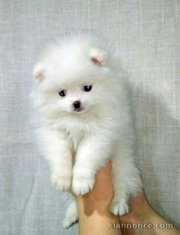 Adorable Chiot  petite femelle spitz allemand