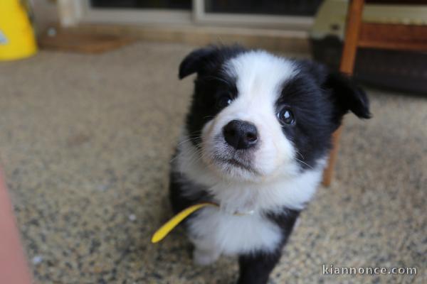 chiot border collie a donner