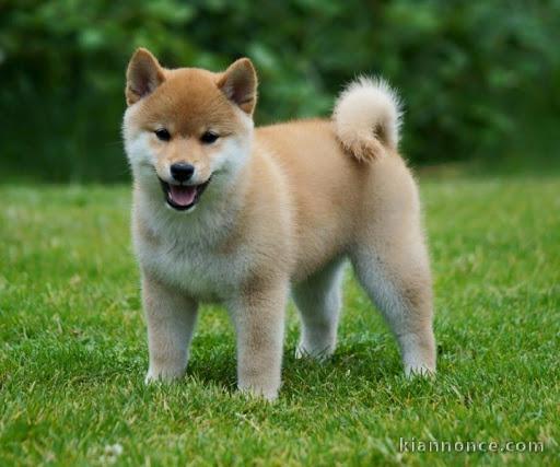 adorable chiot shiba inu a donner