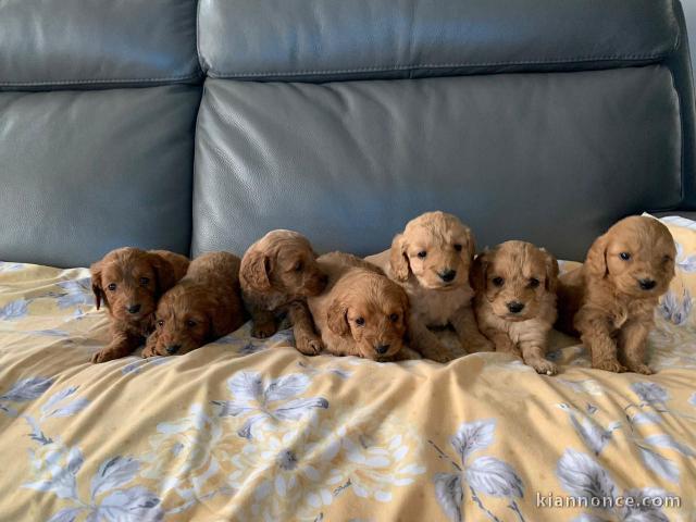 Cockapoo LOF DISPONIBLE 