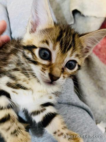 Chaton Bengal femelle