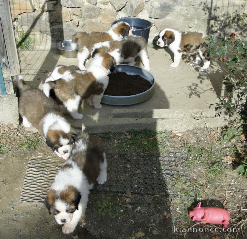  Magnifiques Chiots Saint Bernard Pure Race