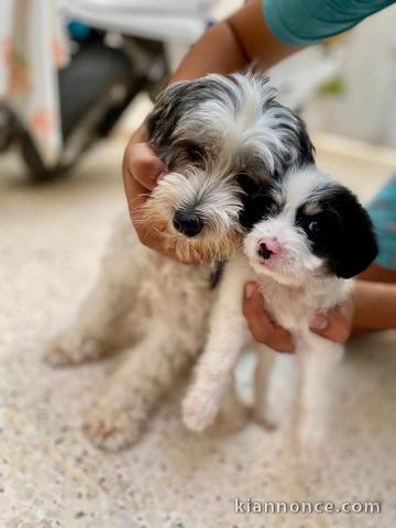 chiot caniche adorable