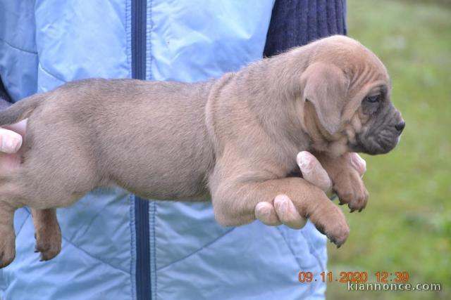 à donner contre bon soin chiot LOF