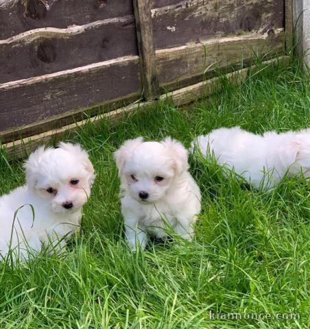 Merveilleux chiots bichon maltais pour adoption contre bon soin