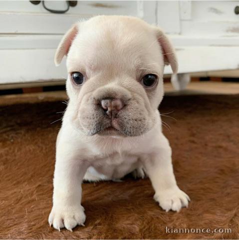 Jolie chiots bpuledogue francaise contre bon soin