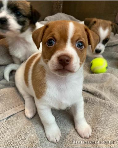 Merveilleux chiots jack russel a donné contre bon soin