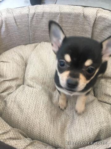 Urgent Chihuahua 3 mois et demi