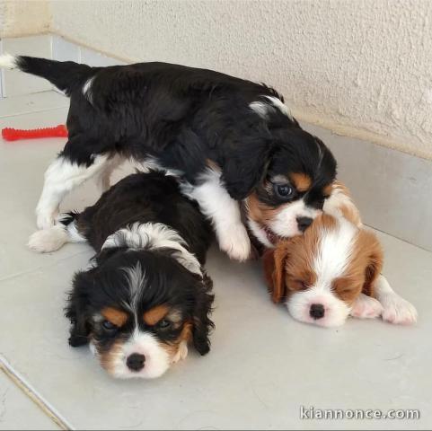 les chiots chavalier king charles pour adoption contre bon soin