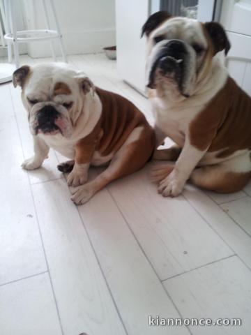 bouledogue anglais adorable