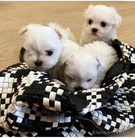 les chiots bichon maltais pour adoption