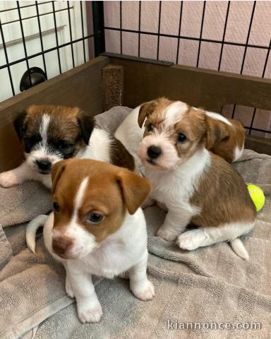 chiots bouledogues français a donné contre bon soin