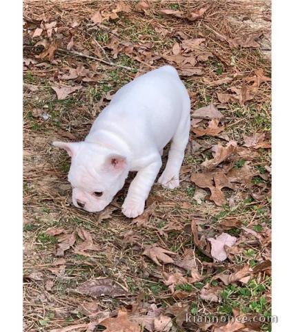 Chiots bouledogue Français male et femelle  