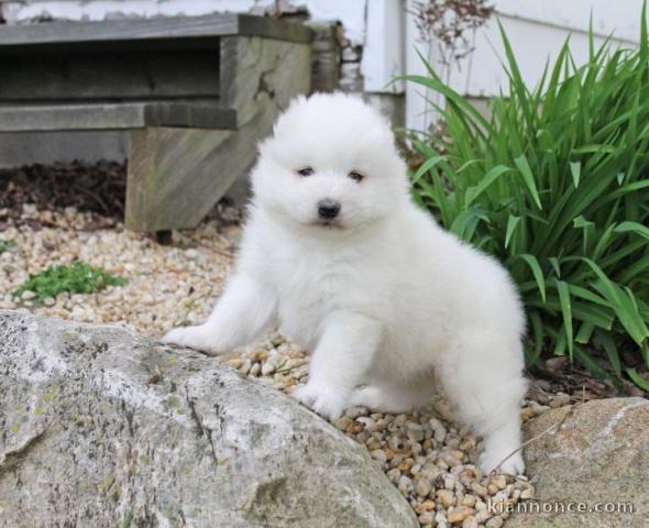 chiots samoyède loof a donner 