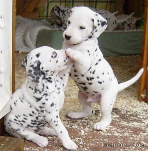 à donner contre bon soin chiot LOF race Dalmatien Pure