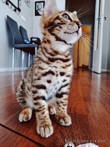 Chaton A donner à une famille 