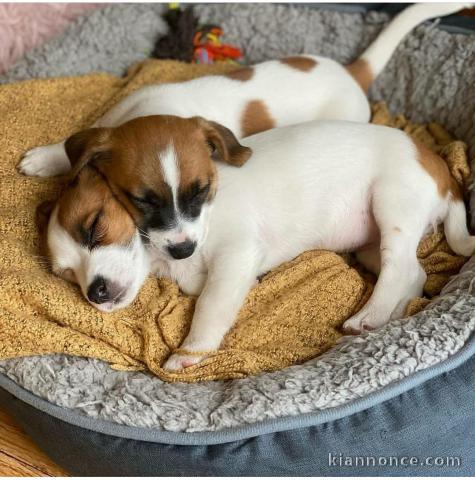 Les jolies chiots jack russel a donner contre bons soins.