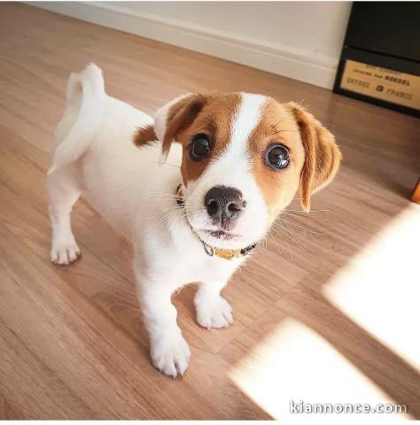 Les jolies chiots jack russel a donner contre bons soins.