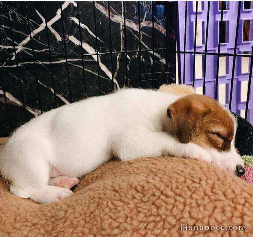 Les chiots jack russel a donné contre bons soins