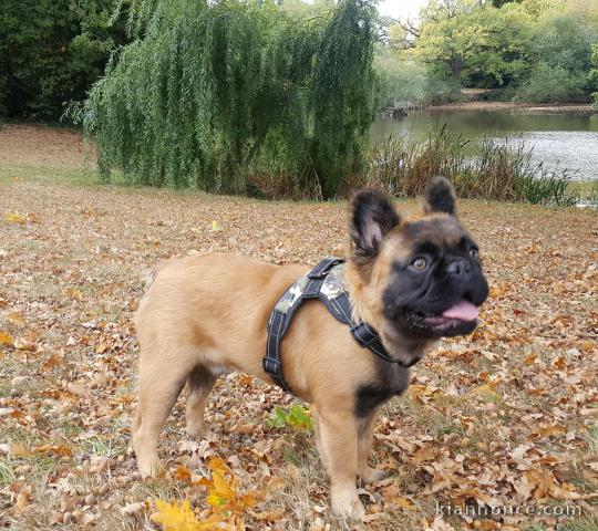 à donner contre bon soin chiot LOF race Bouledogue Français