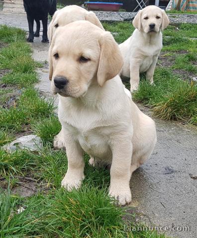 superbes chiots labrador                          