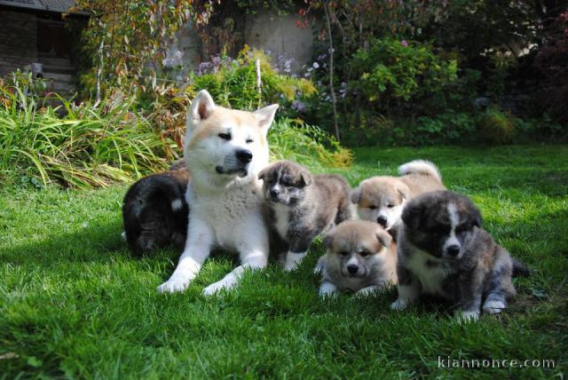 Magnifiques Chiots Akita Inu Pure Race