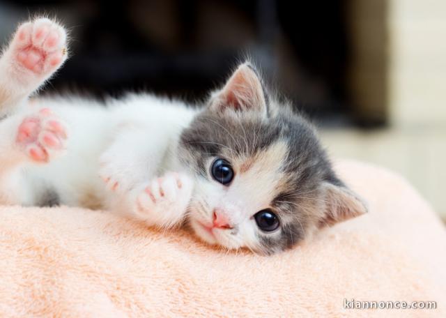 chaton,très mignone vente,sous controle