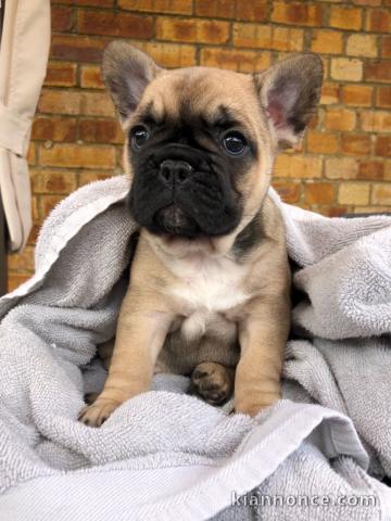 Adorable chiots Bouledogue français