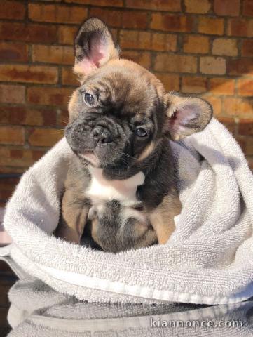 Adorable chiots Bouledogue français