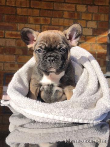 Adorable chiots Bouledogue français