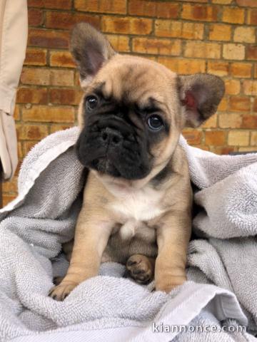 Adorable chiots Bouledogue français