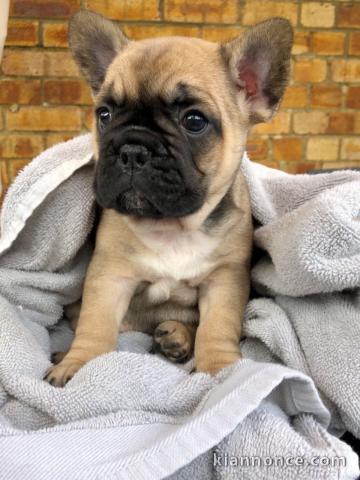 Adorable chiots Bouledogue français