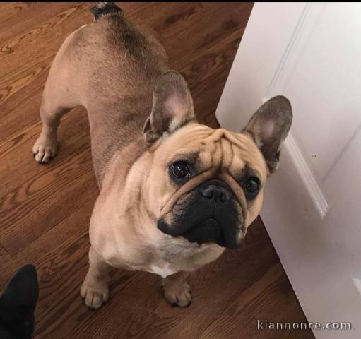 Adorable chiots Bouledogue français