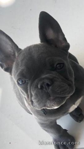 Adorable chiots Bouledogue français