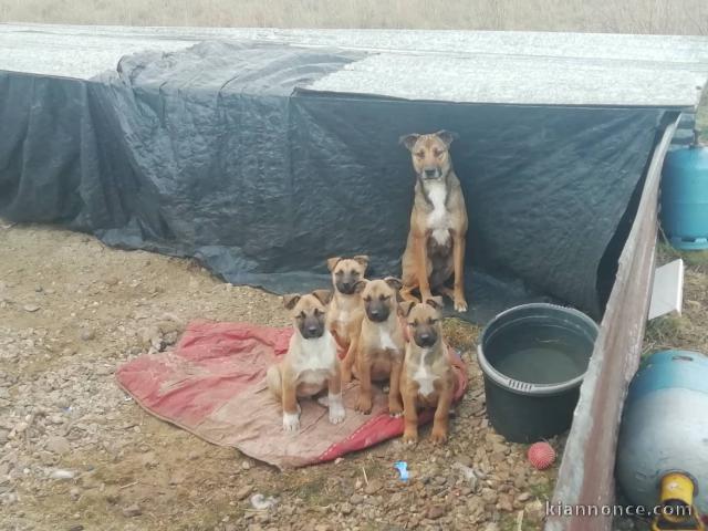 Chercher famille aimante pour chiot malinois  âgée de 3 mois